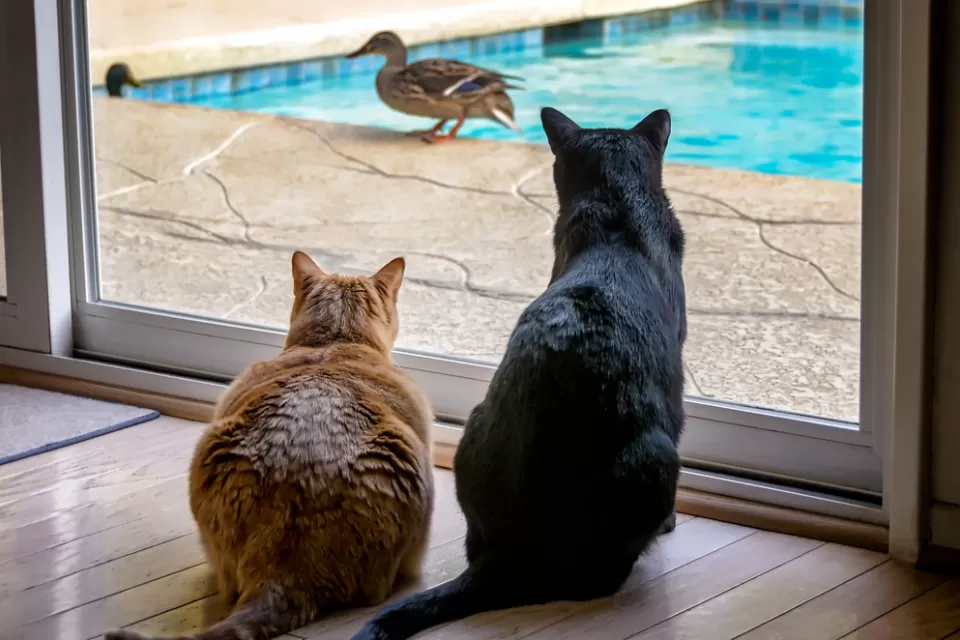 Cats and Ducks